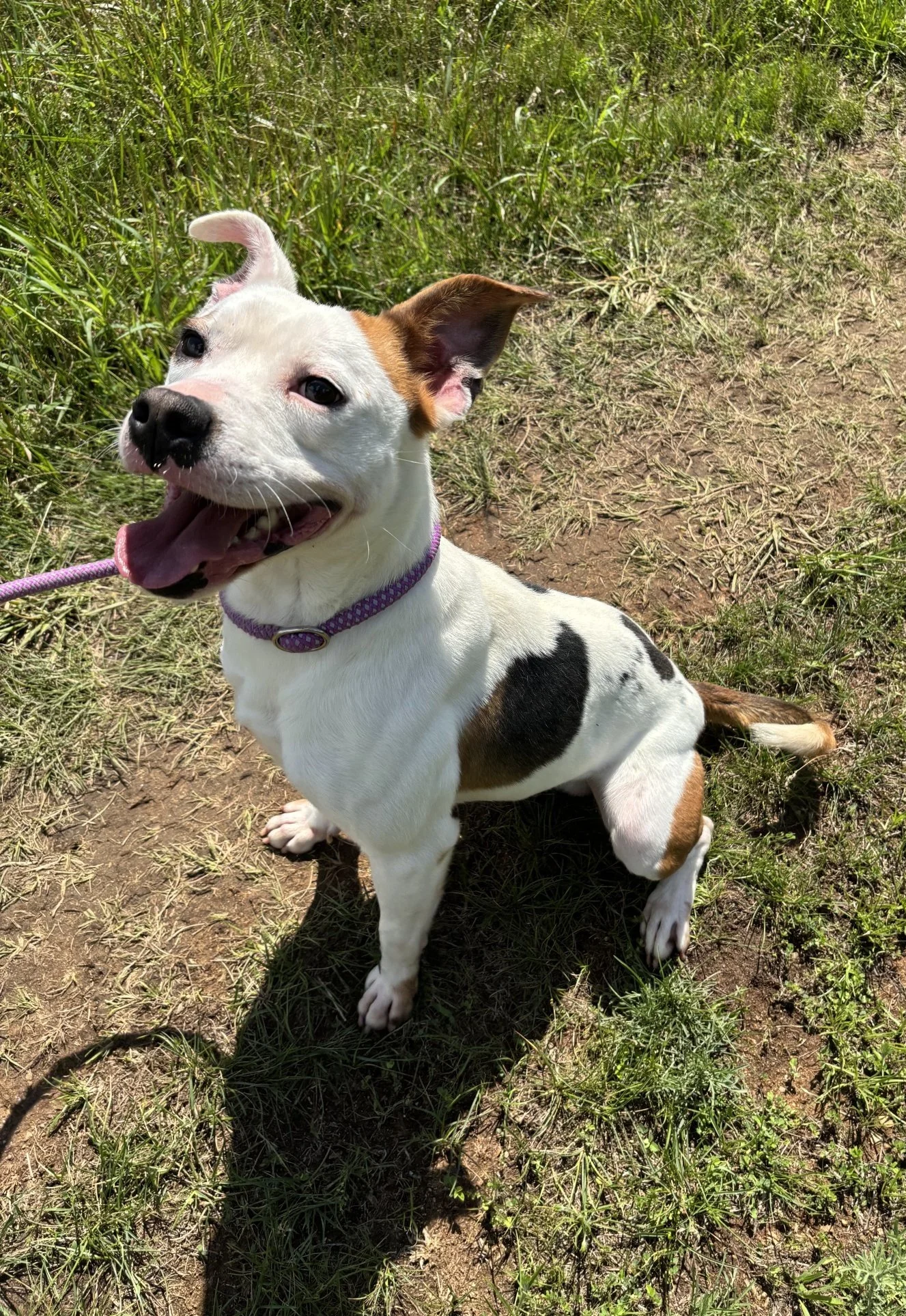 Jasper is a very sweet boy and can now finally be happy!