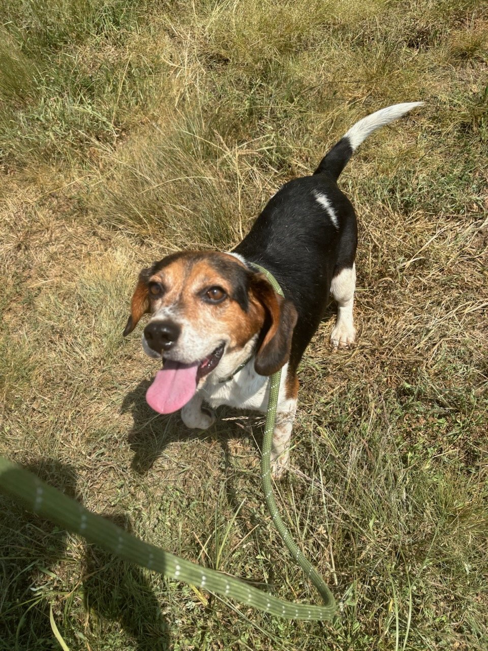 Floki: A sweet stray beagle, about 5 years old. He and Cobalt became good buddies while at Animal Control.