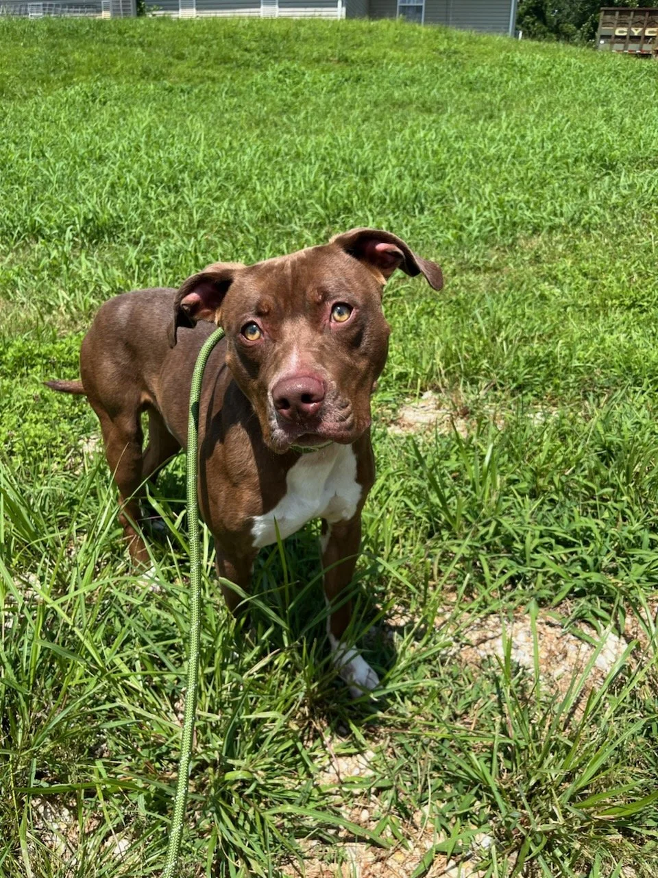 Mookie looks like a chocolate lab/ pit mix.