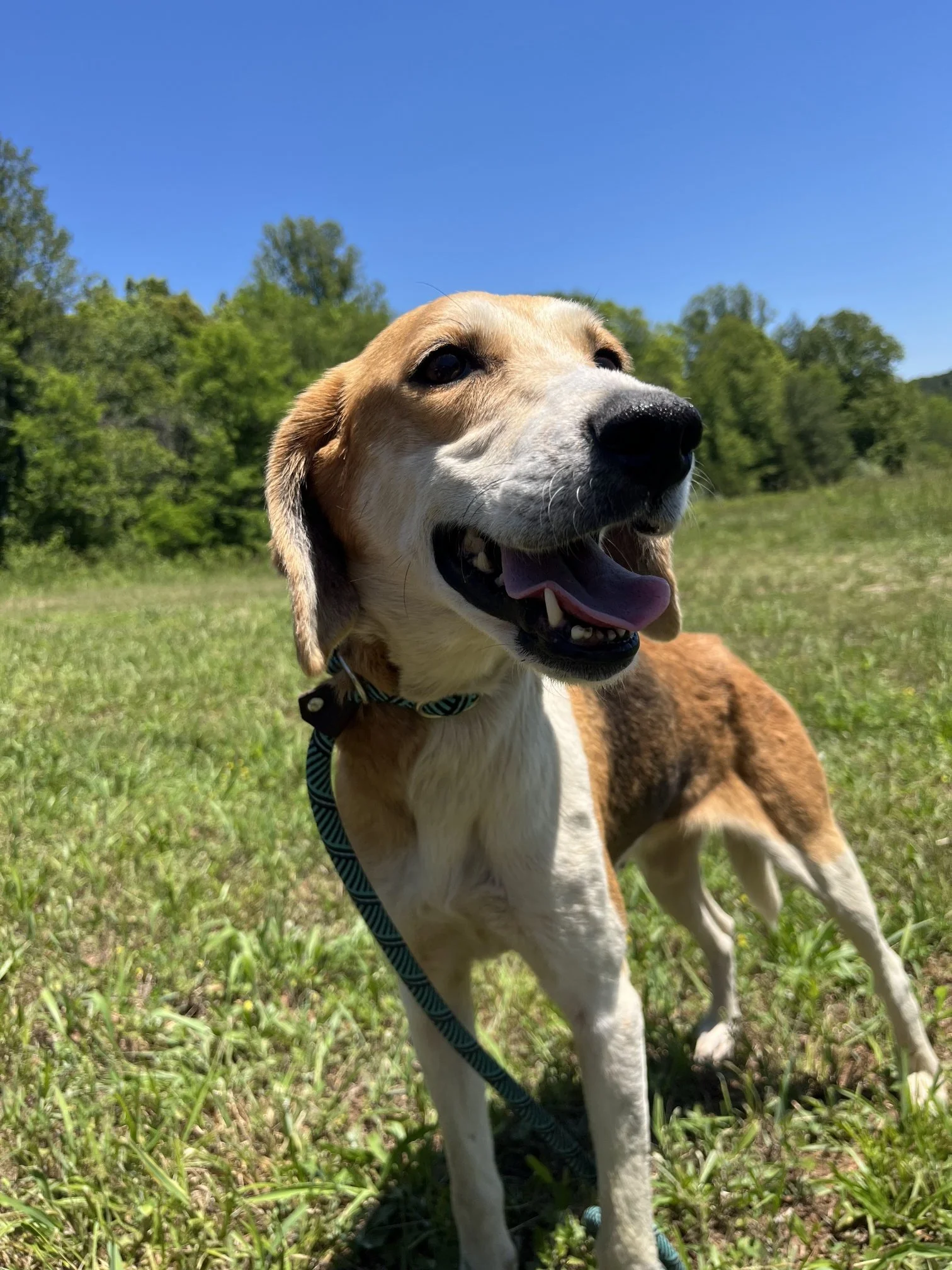 Nellie desperately needed a dental, which Hopeful Hounds paid for when she was spayed. She had 17 teeth pulled.  Now she has a healthy mouth and a beautiful "smile".