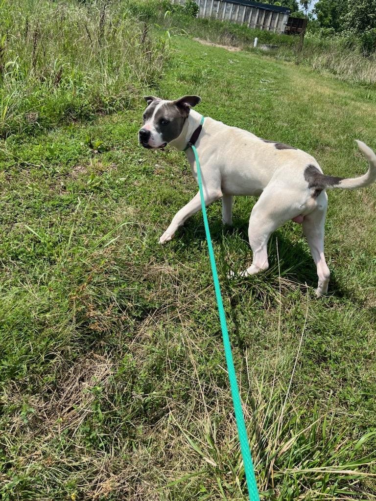 Spot: Very sweet dogs surrendered because his owner could not afford to take care of him. He loves other dogs and people! Very well behaved!