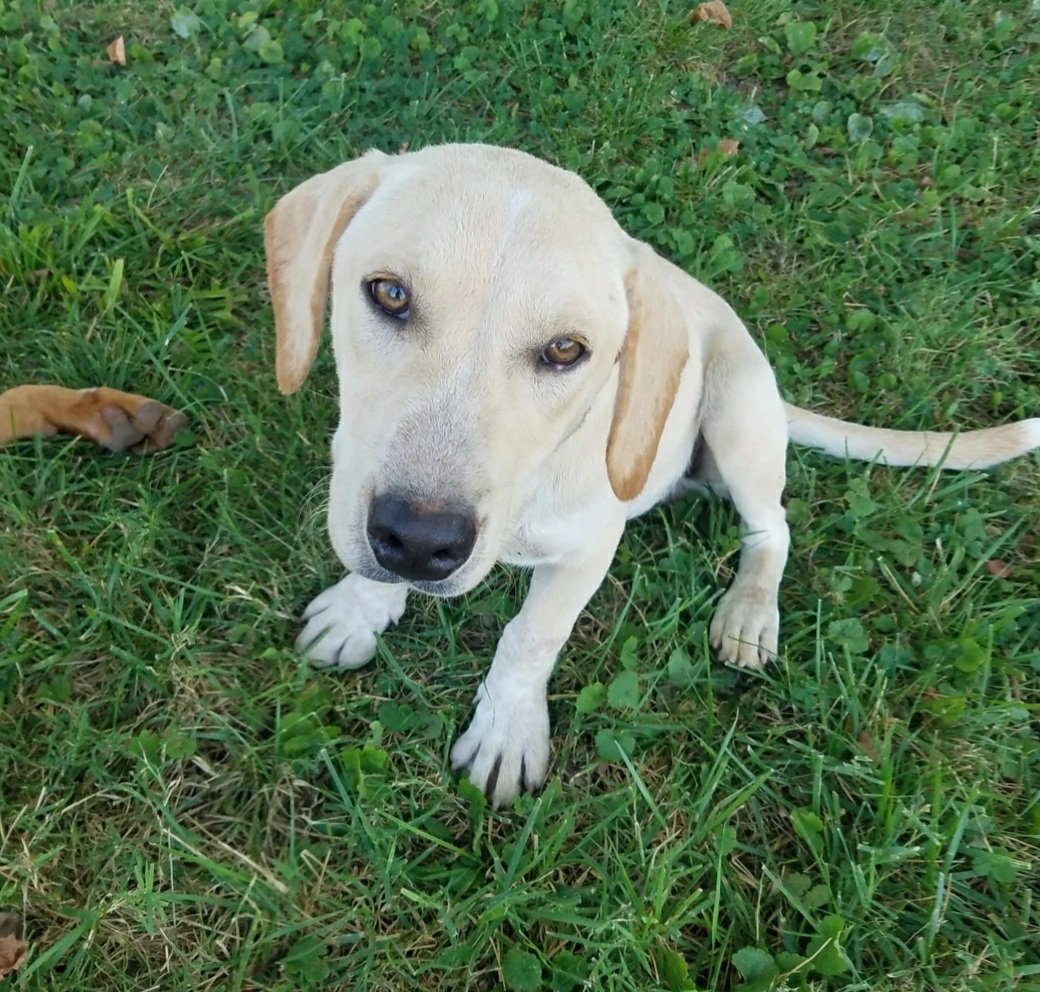 Prince: Lab mix puppy