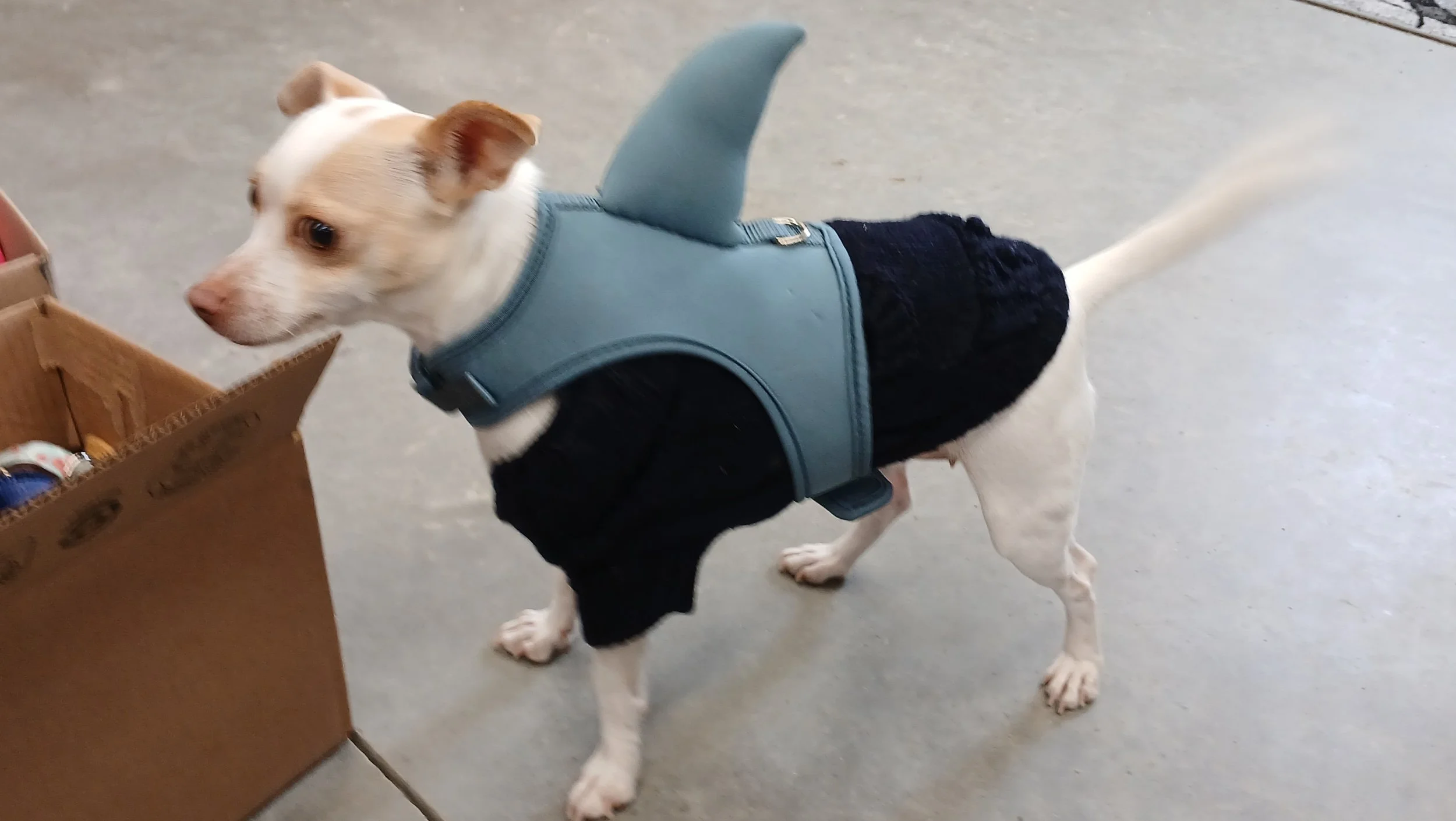 Hazel as a shark!  Too cute!