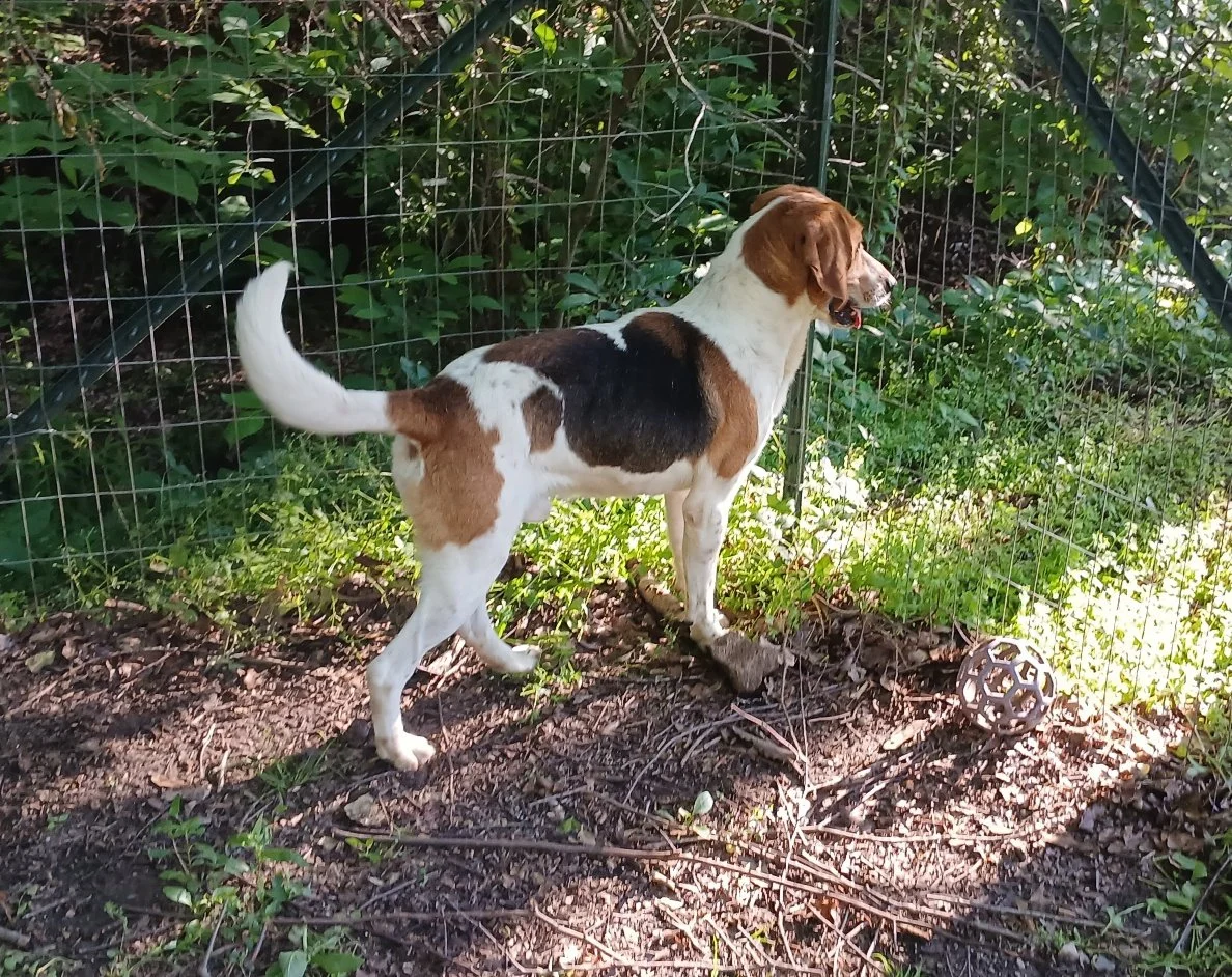 Clyde unfortunately tested positive for heartworm  :(.  Even with our discount, heartworm is expensive to treat and takes approximately 4 1/2 months.  So Clyde will be with us for a while until he heals. 