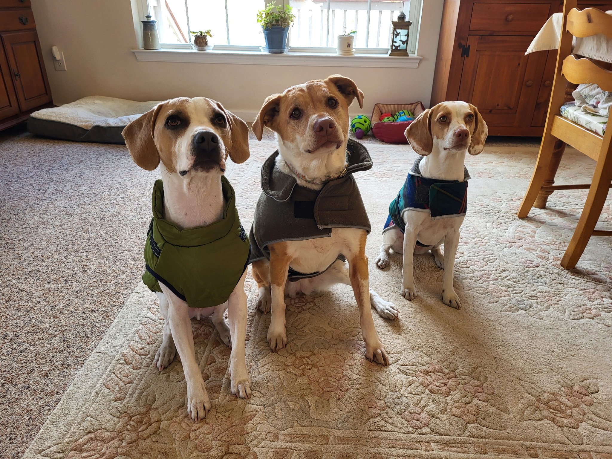 Tye (L) and Bindi Sue (R) - showing off their Christmas jackets with their big sister Roly Poly! They are too cute!