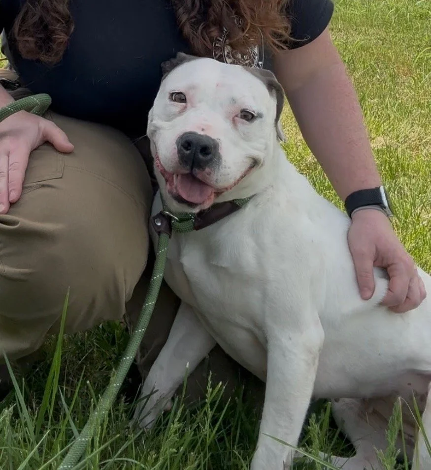 Buffy - a shy, but extremely sweet Pitbull mix, approximately 5 years old, that was picked up as a stray with Ruby.