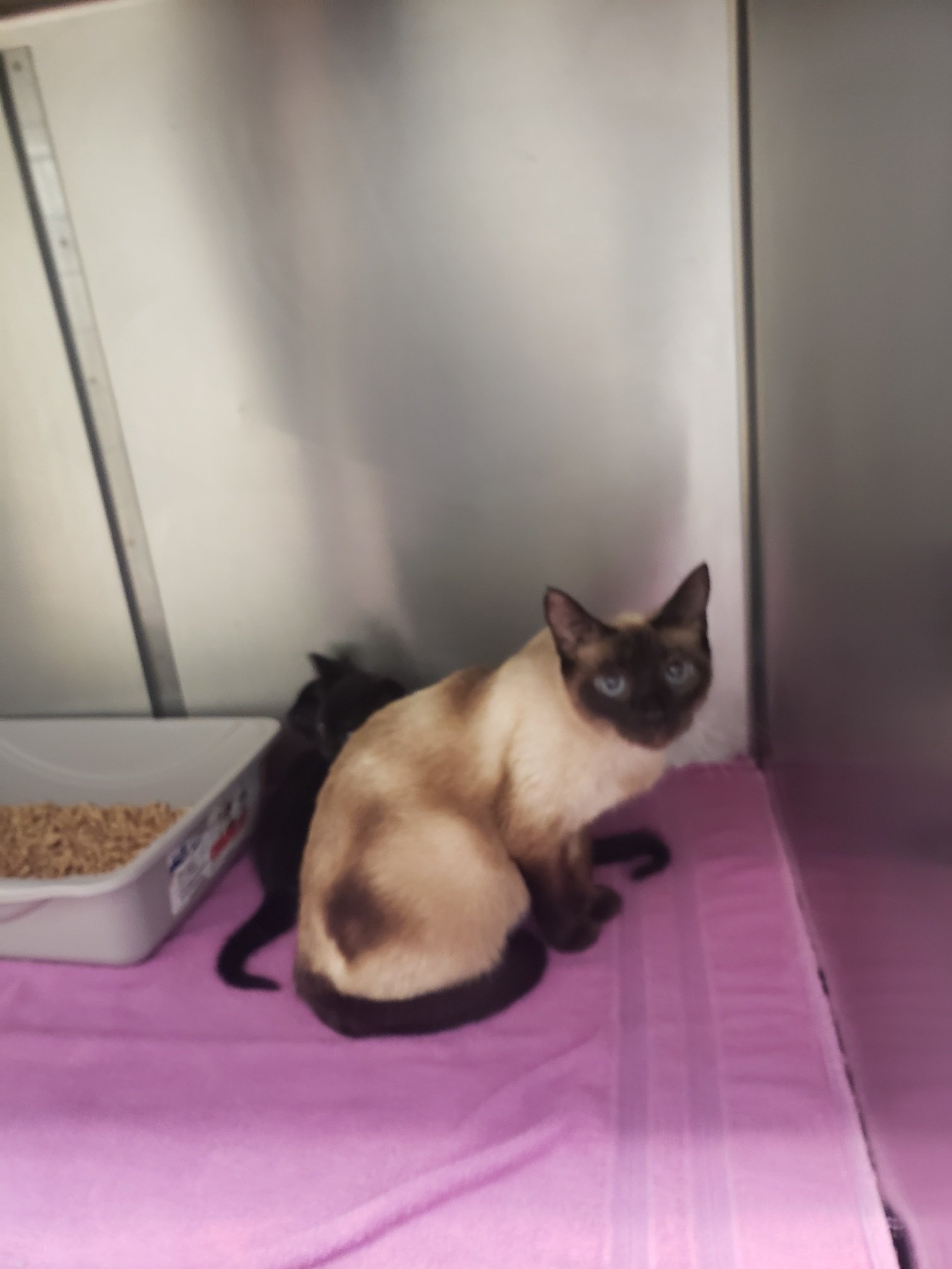 Molly: Pretty Siamese momma cat surrendered with 2 kittens.