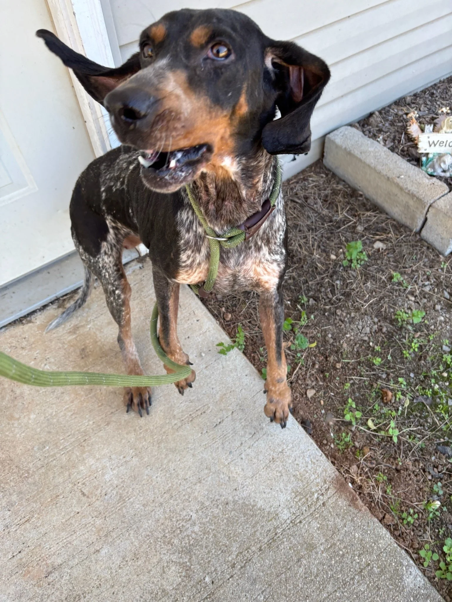 Sadie Mae looking very excited!