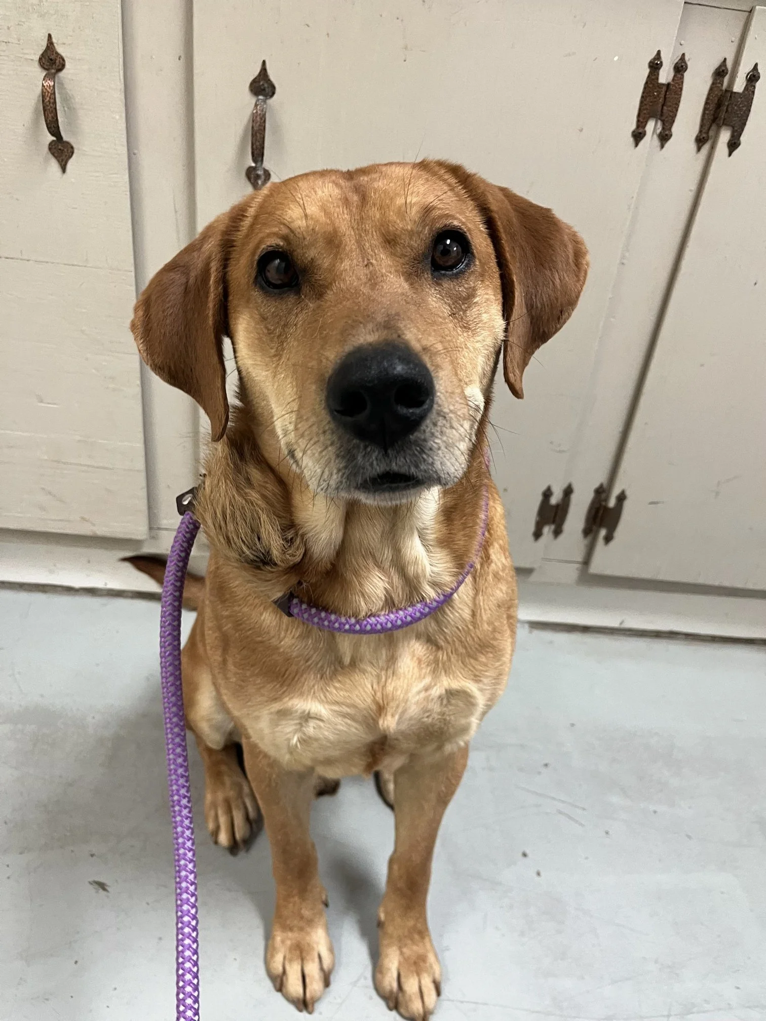 Reef - a handsome stray about 3 years old.  Weighing 55 pounds, he was an unlikely sidekick to 15 pound Wren, but they loved each other!