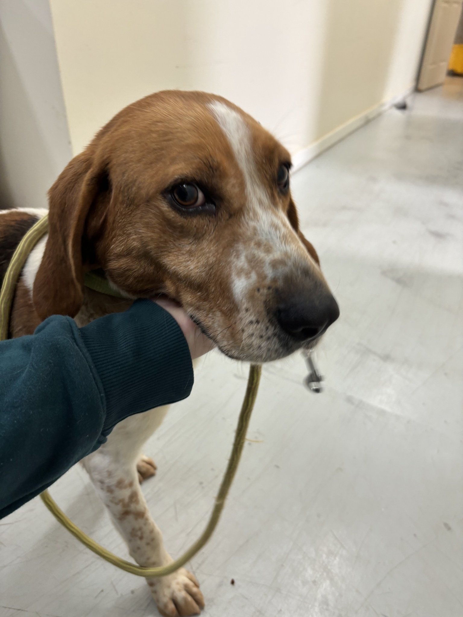 Clyde - a sweet stray hound that we think might be mixed with a teddy bear.  He is soft, a little bit fluffy, and his tail wags all the time, even when he is drinking water.