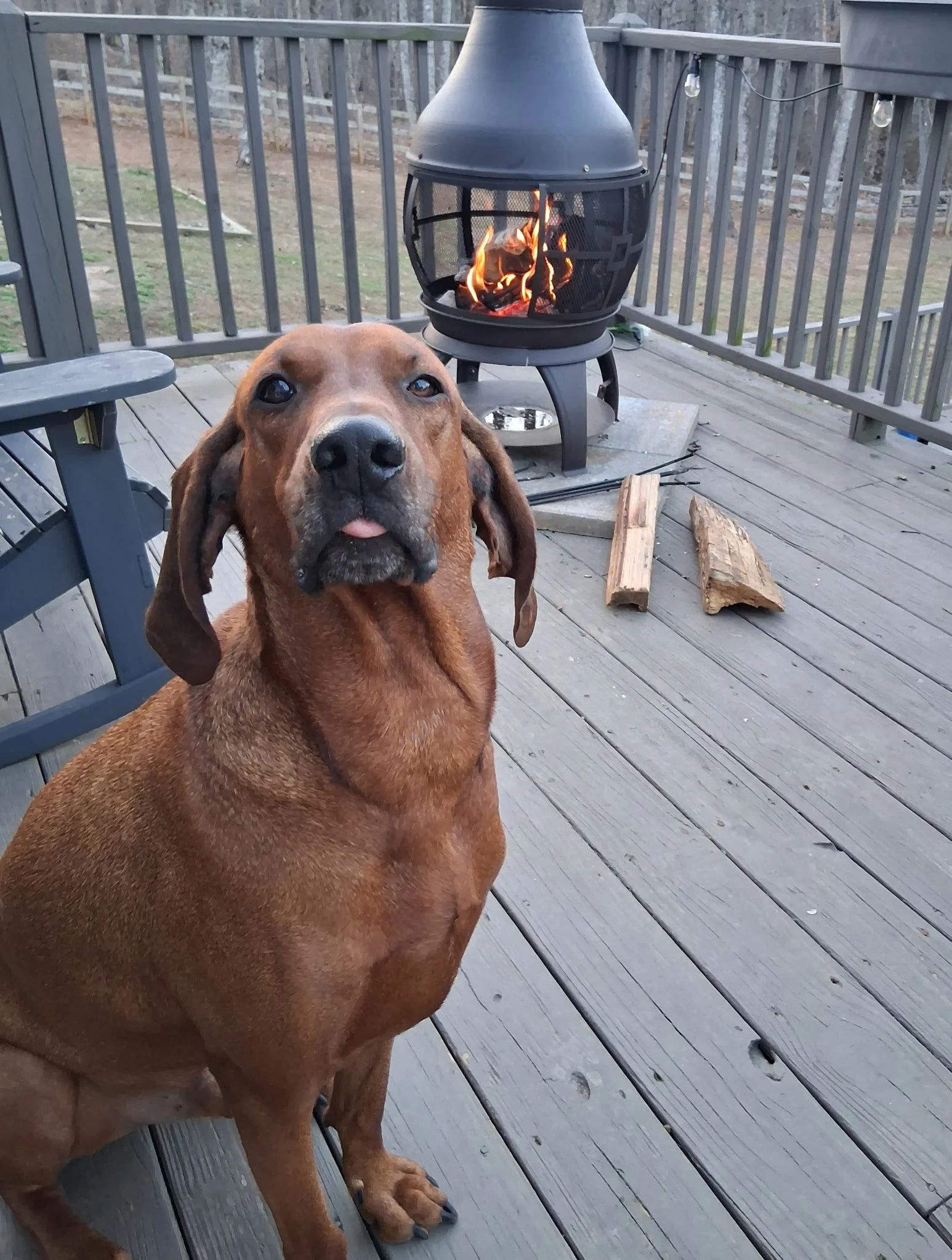 Oakley hanging out by the fire.  What a great life!