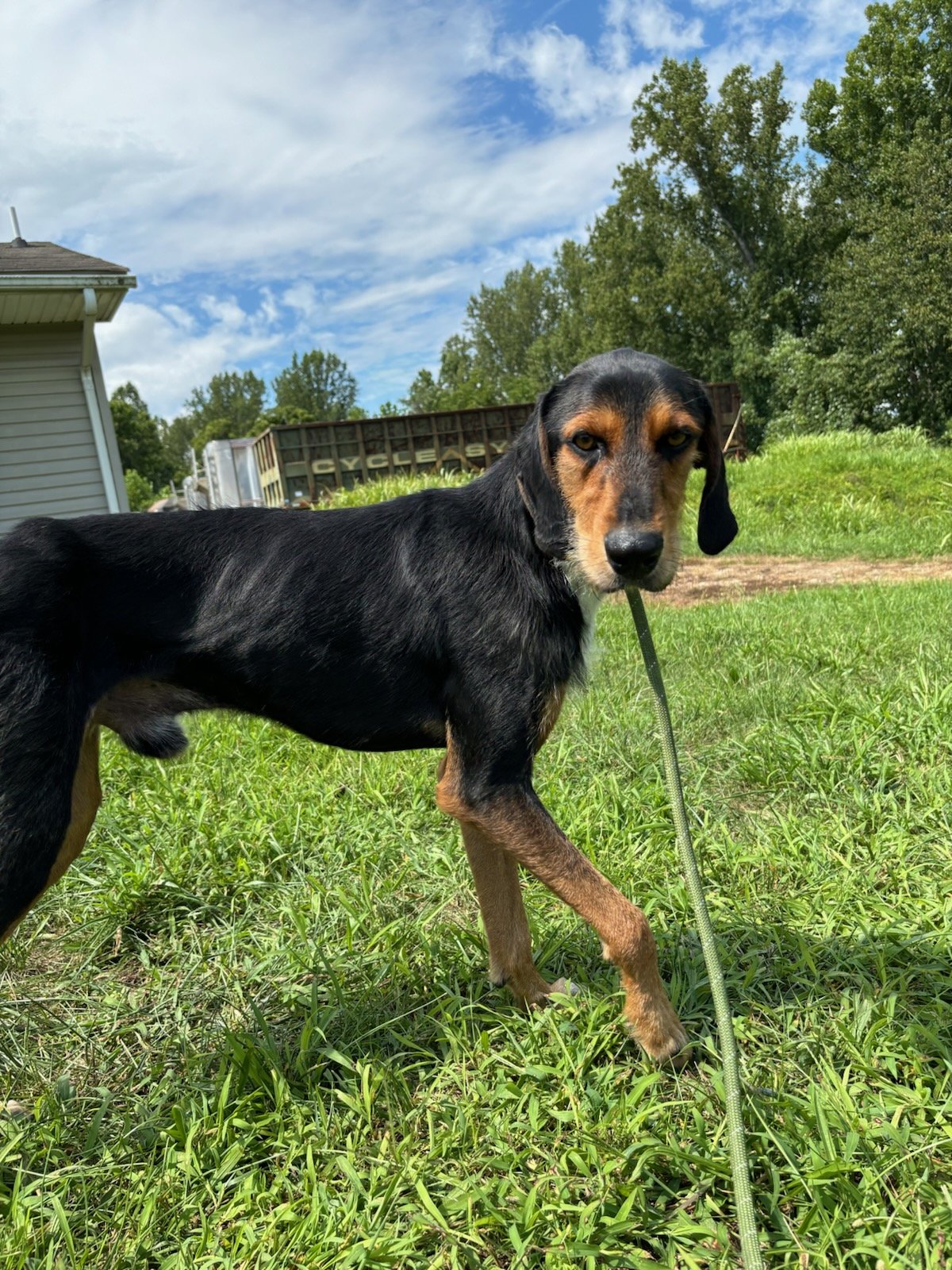 Sherlock enjoying the outside!