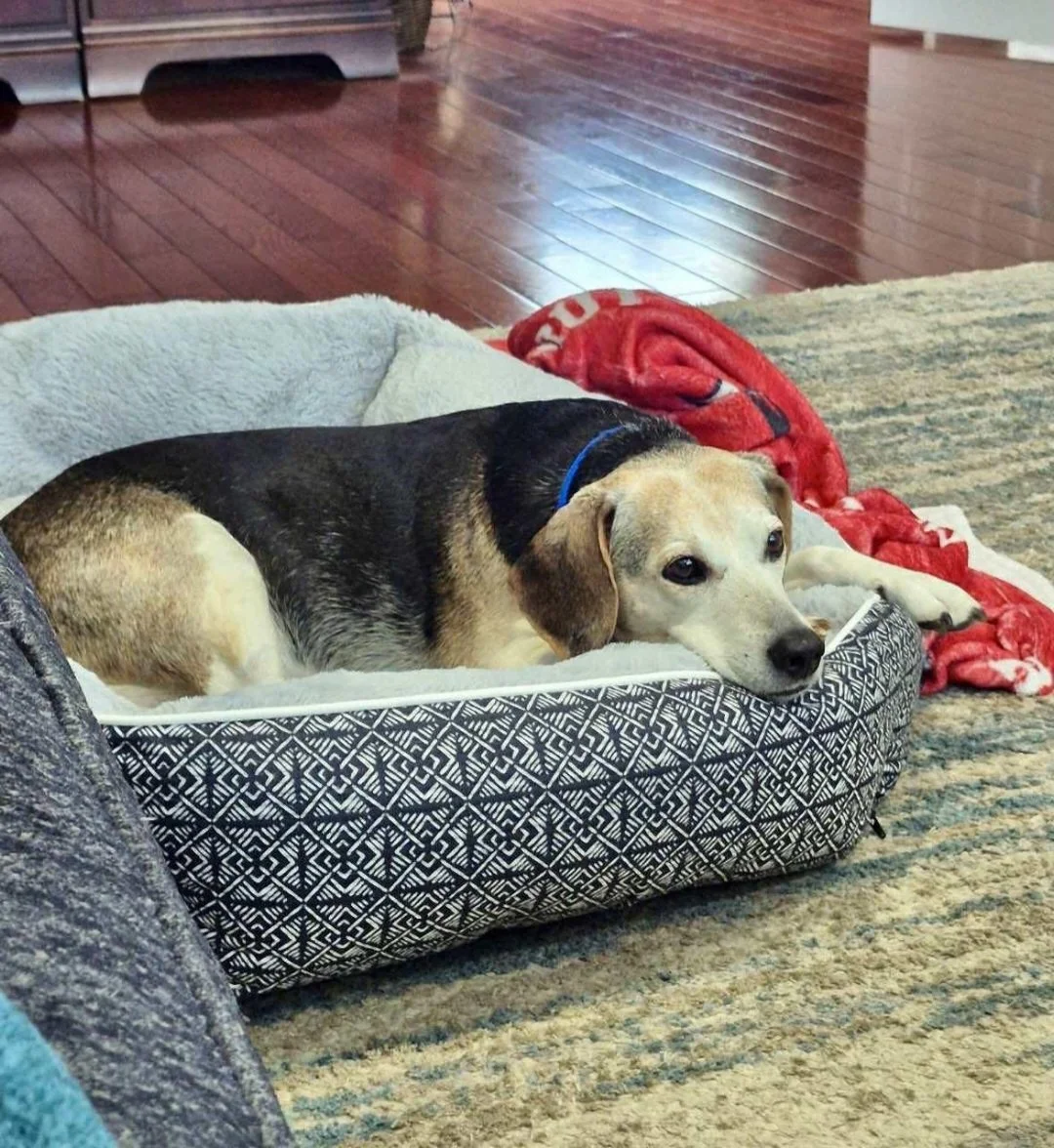 Buddy - chilling in his new home - cozy and relaxed!