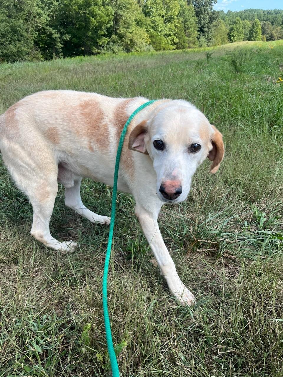 Lester: A witness saw a car pull over and put him out on the side of a highway and pull away. Thankfully a good Samaritan saw this, and rescued him. He tested positive for Tapeworms, Whipworms, Roundworms, Lyme Disease, Ehrlichia, and Heartworm.