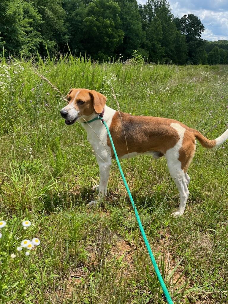 Porter: A handsome Foxhound who showed up at a local brewery to socialize!