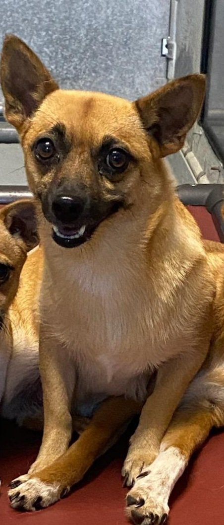 Chiquita at Animal Control