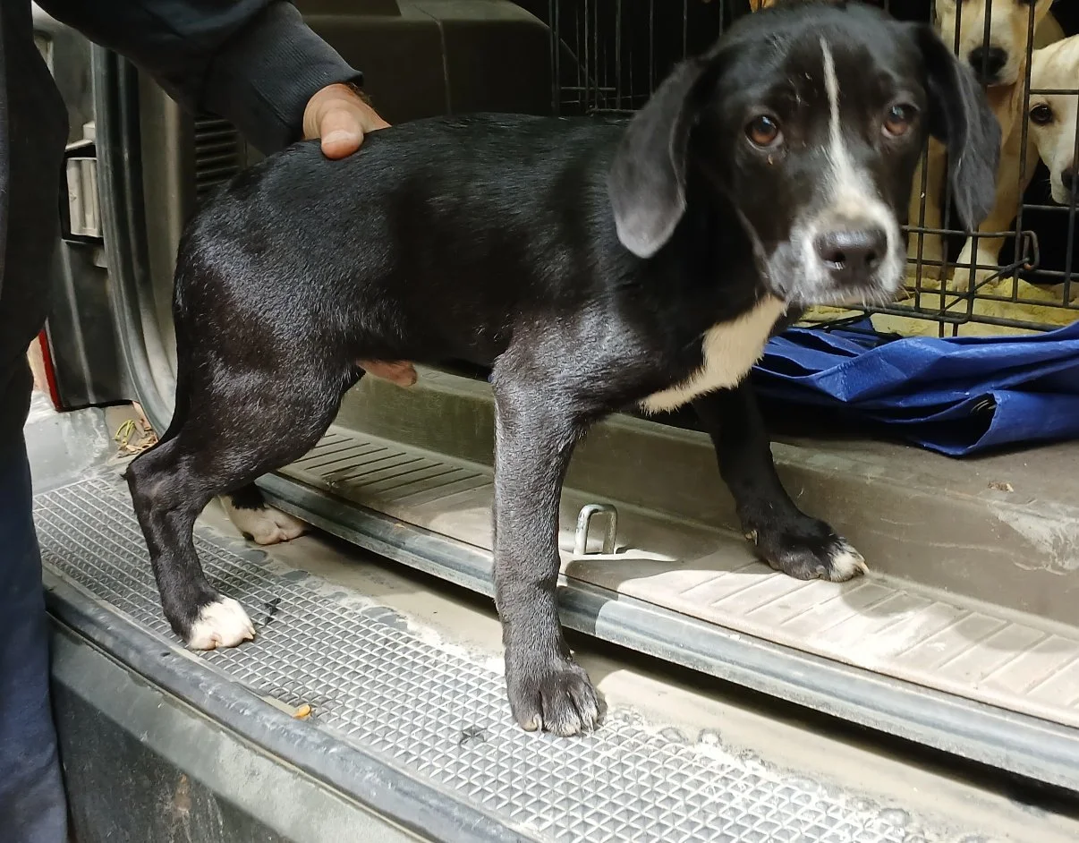 Bruce:  A puppy mix of Lab, Beagle, and Chihuahua!