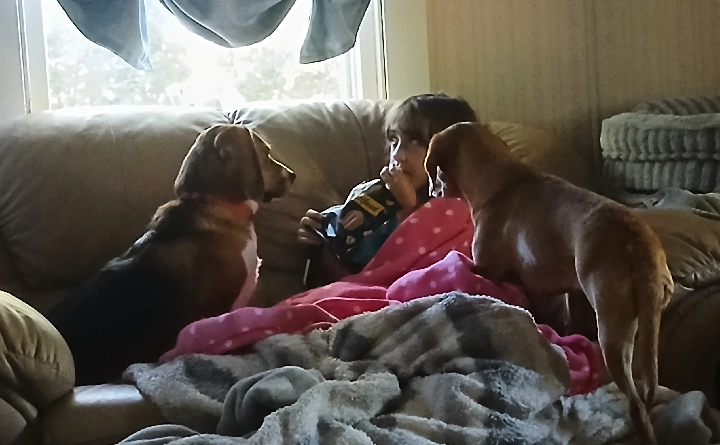 Mosey - May 2025 and Peaches - September 2024.  They are really hoping Maggie June drops a piece of that popcorn!