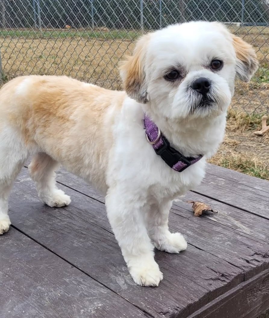 Noodles - October 2025 - all groomed and ready to go!