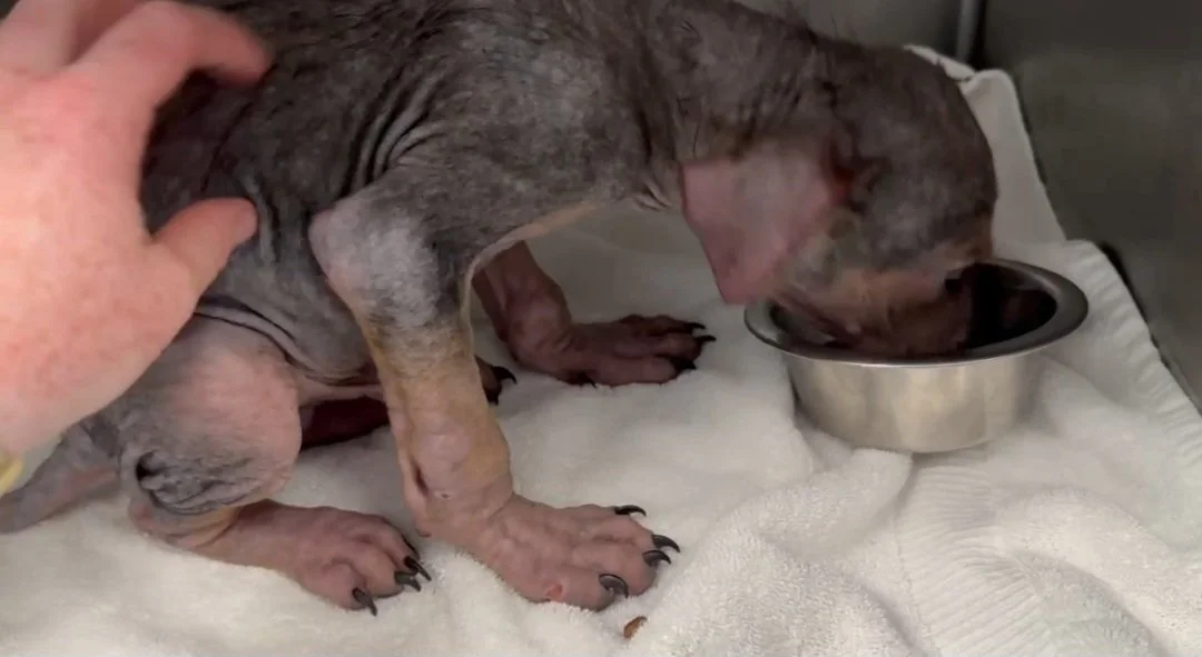 Hugo with his skin improving a little bit.