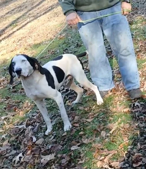 Pongo looking regal!