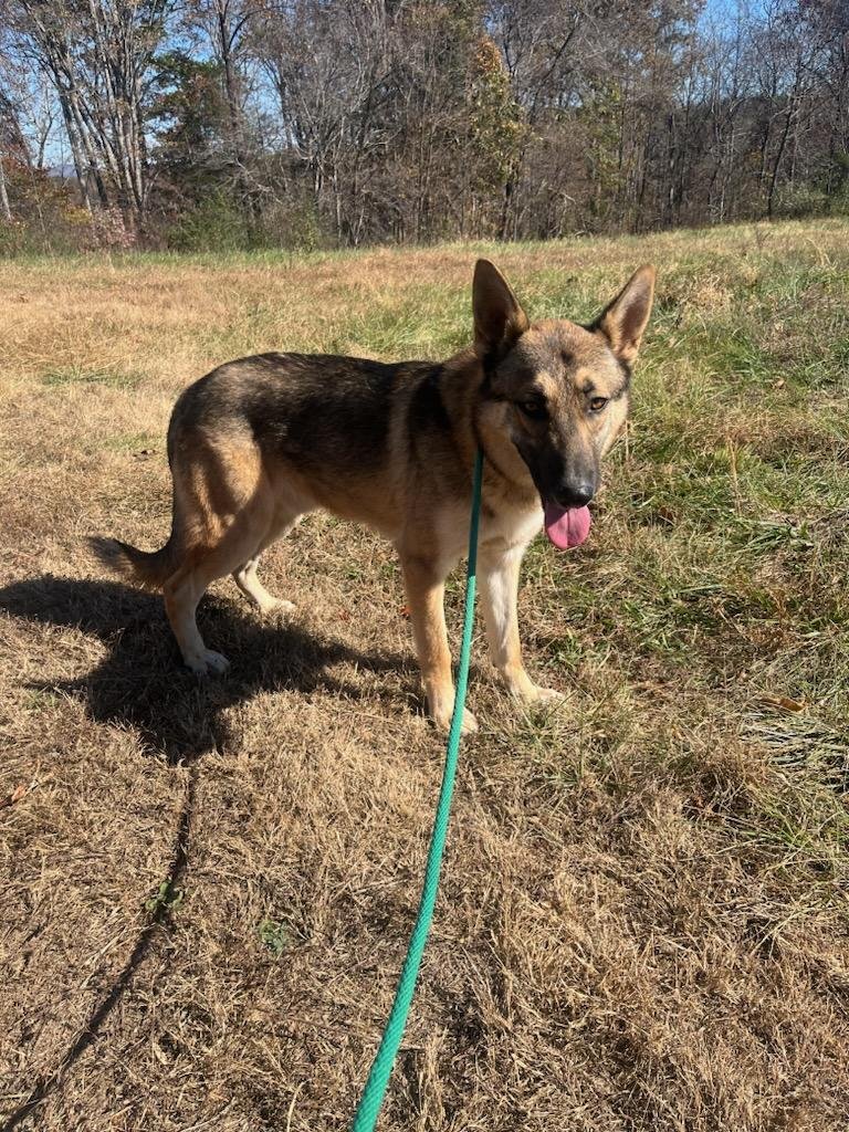 Calvin: a very sweet German Shepherd, about one year old.
