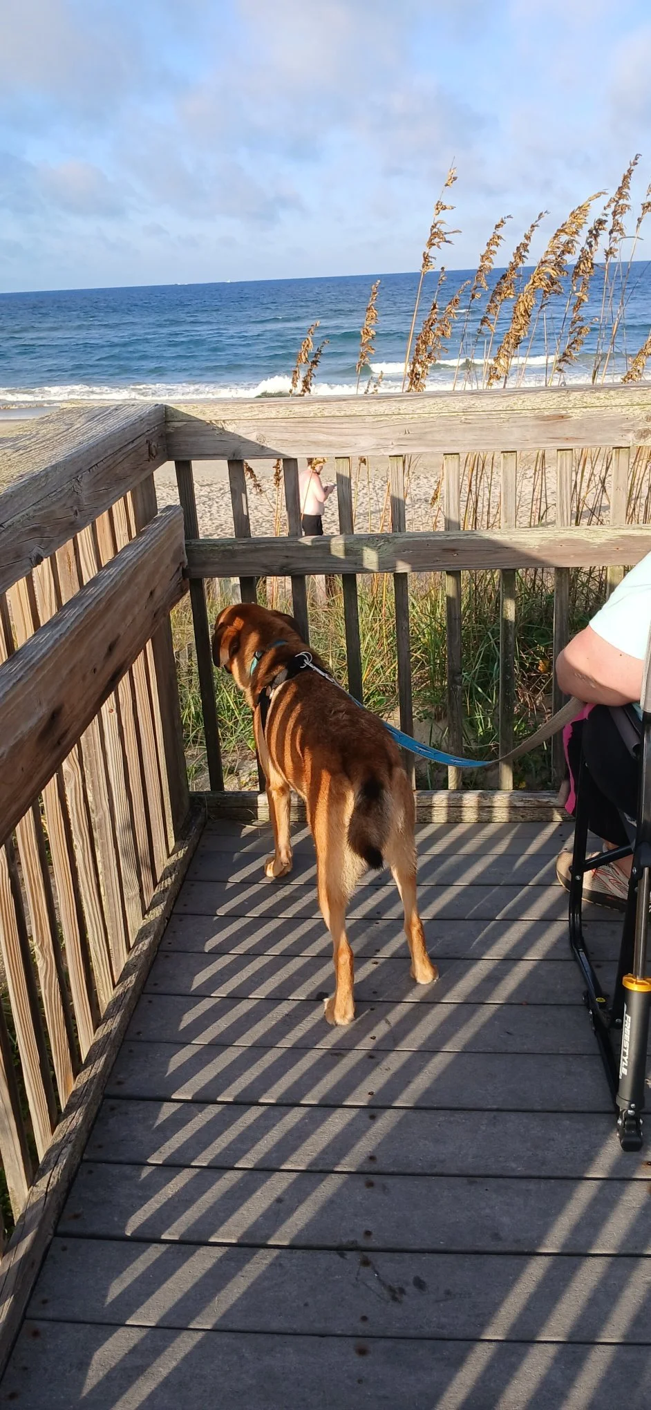 Mako - April 2021 - hanging out in Nags Head with his Mom.