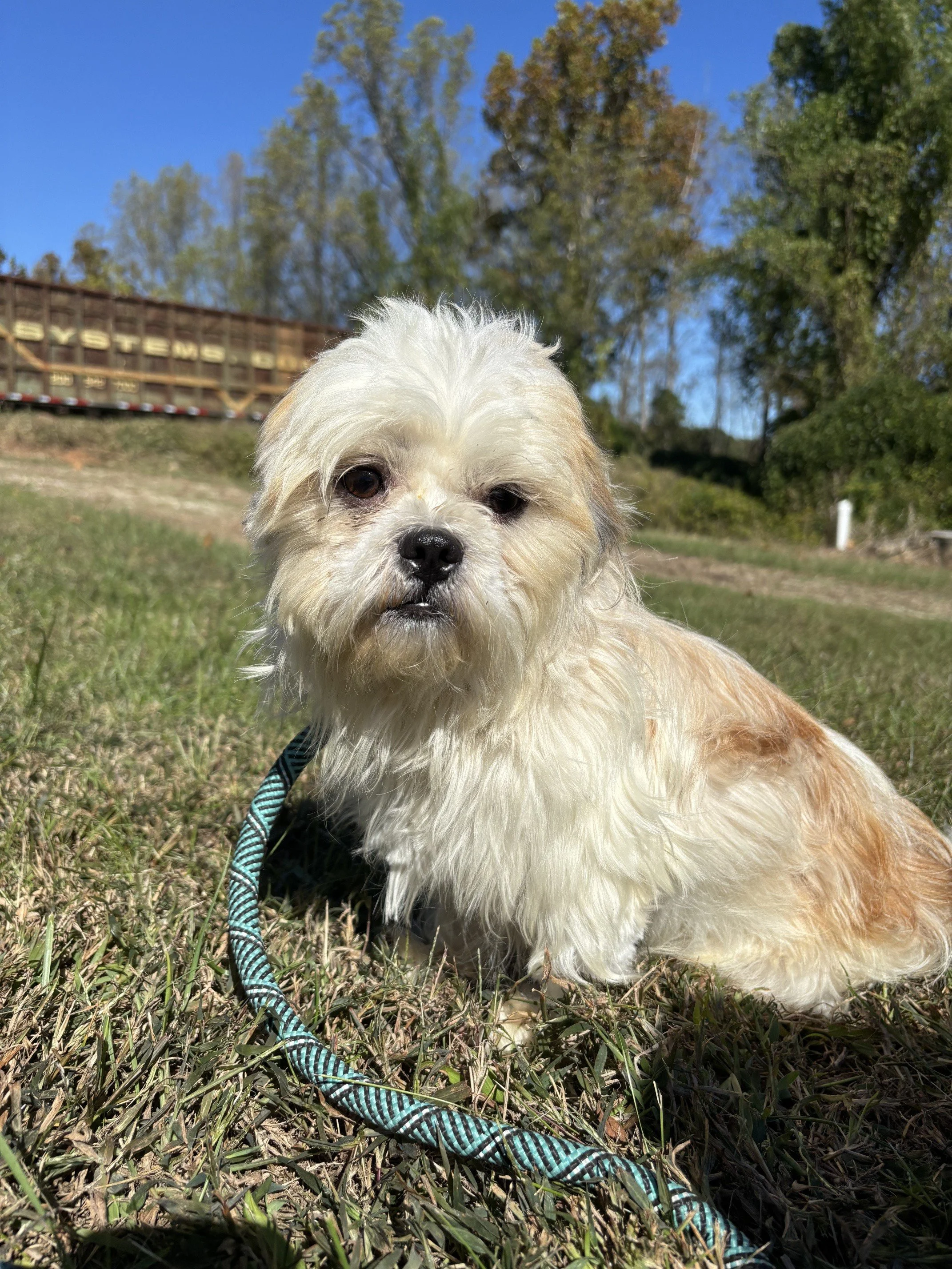 Noodle after his bath and hair trim, looking so much better!