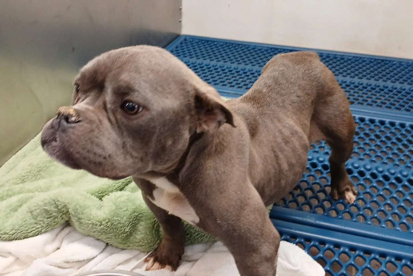 Gracie looks like a little hippo.   She's lost a lot of weight in the last 10 days, but was improving every day.  