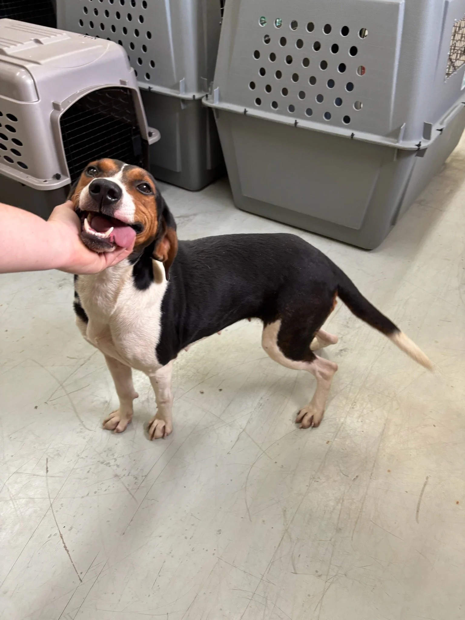 Daffodil - another pretty little hound/beagle mix about 2 years old. She was picked up as a stray at a local pick your own flower farm. She has the cutest "smile".