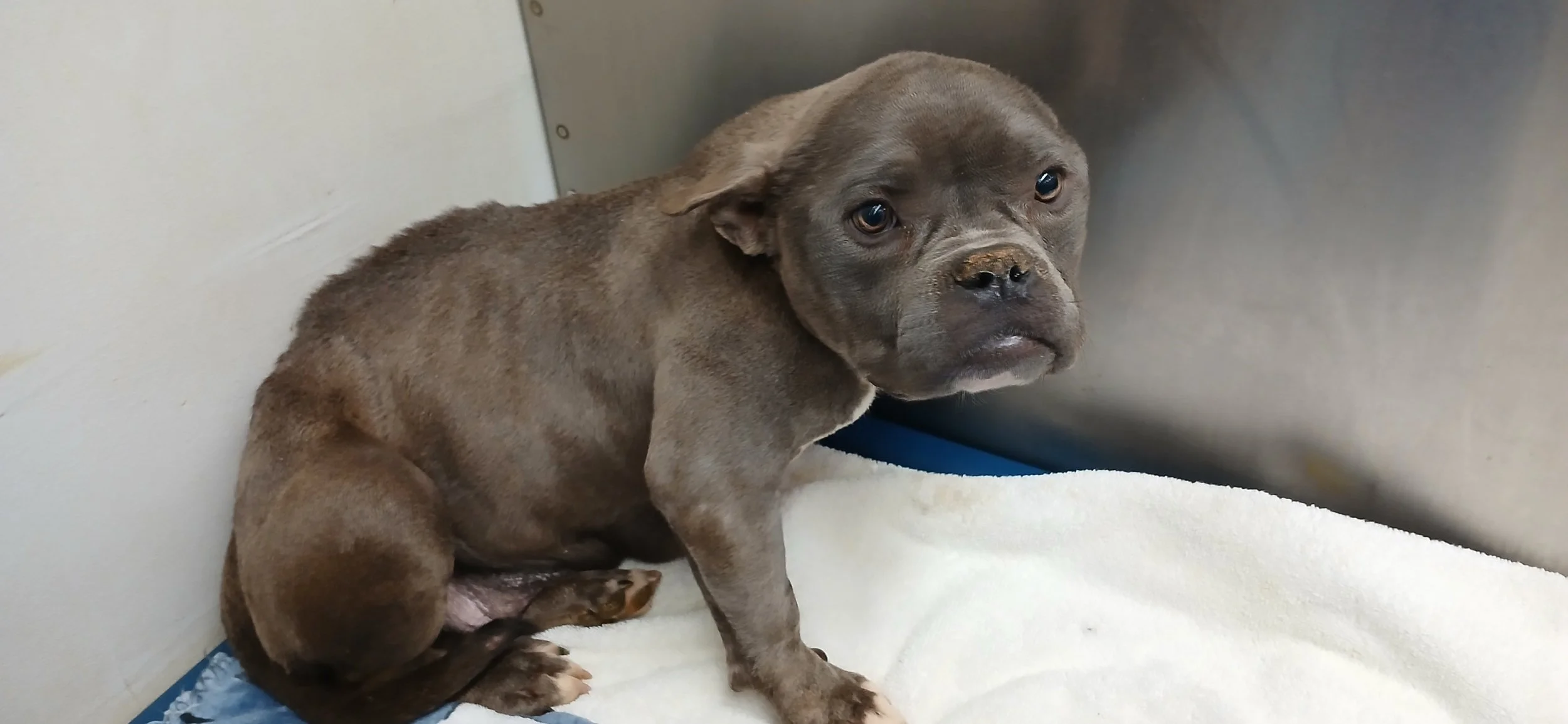 Gracie:  One week later, her IV and catheter were removed.  She began eating solid food and was able to take her meds orally. She was doing better, but still had a long way to go.