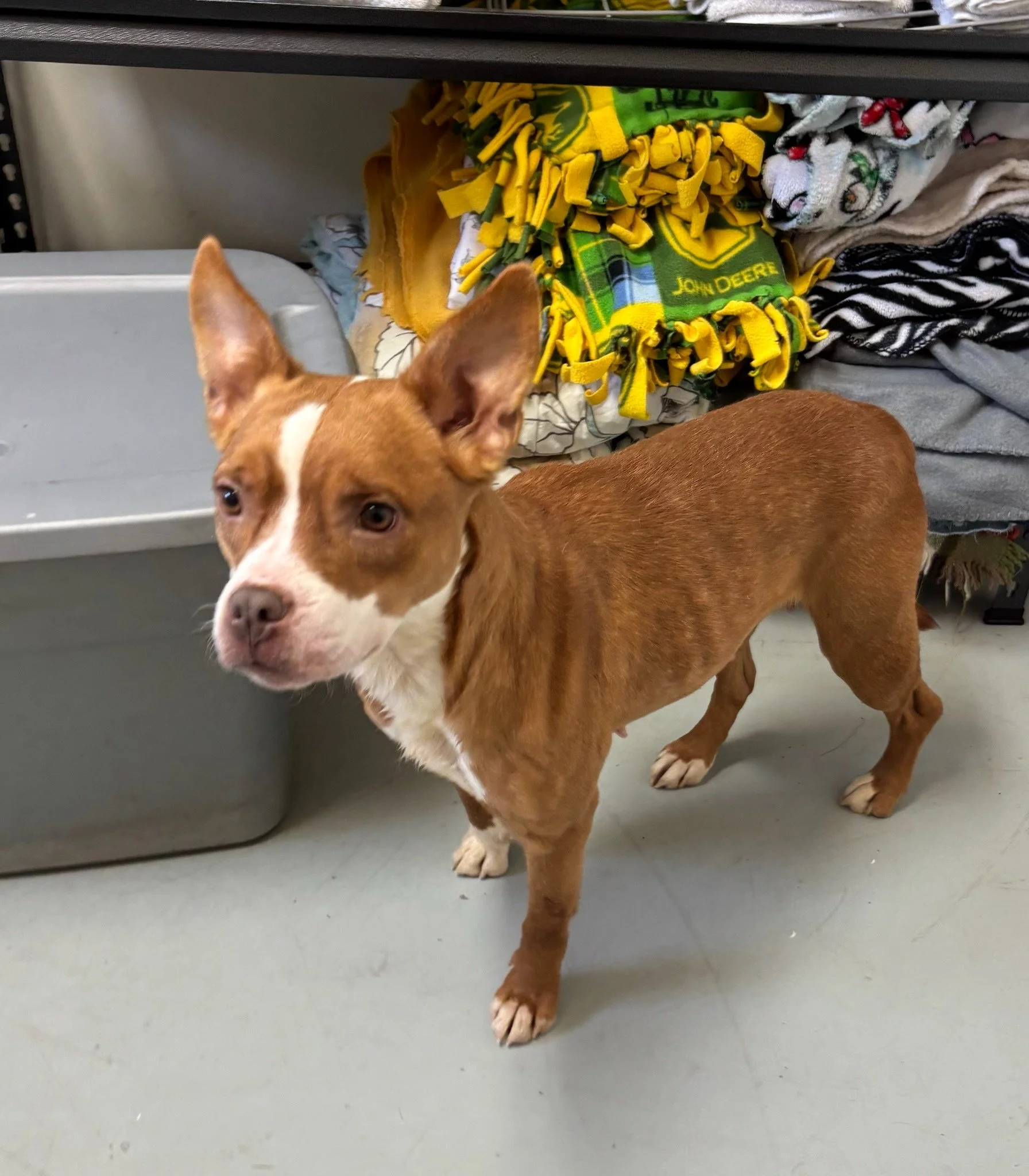Nova - female.  She was sad and emaciated, but gained weight quickly once she was rescued.