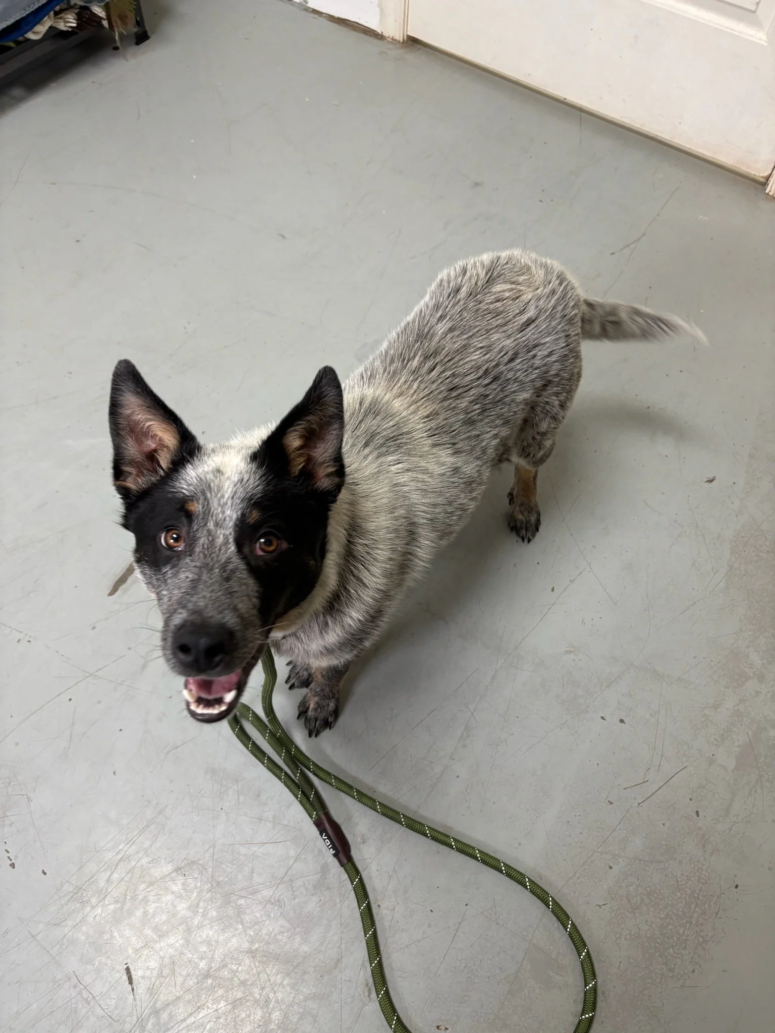 Possum - She is very social and LOVES to play with other dogs.