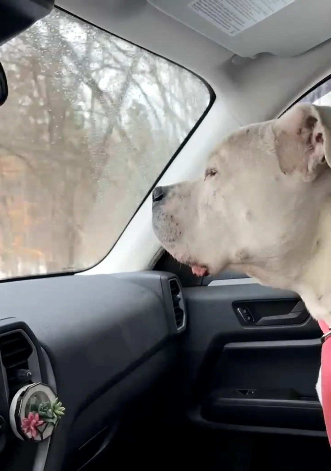 Queso is a total sweetheart with the kindest eyes.  He let us know that he loved riding up front much more than riding in a crate !!
