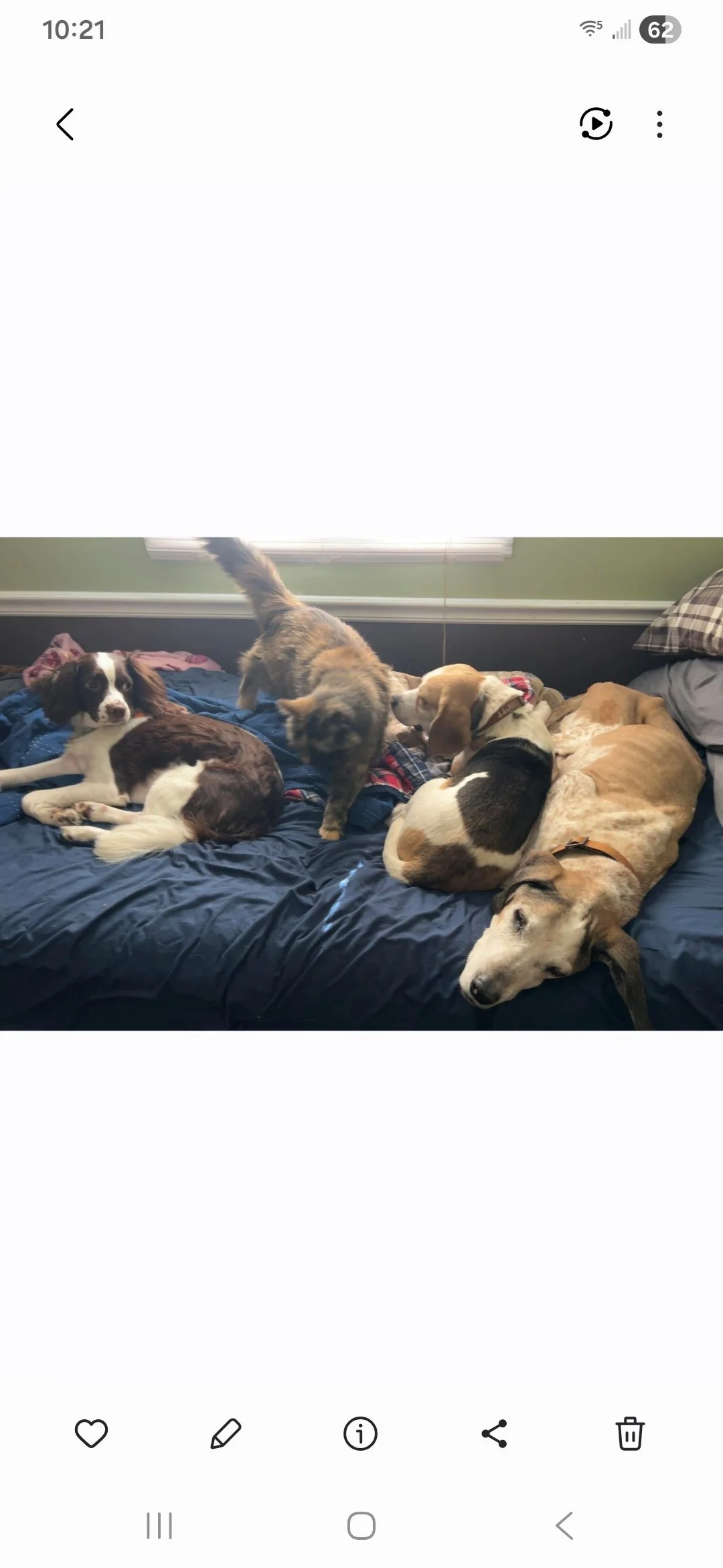 Chip with his new siblings! Chip is the third one from the left!