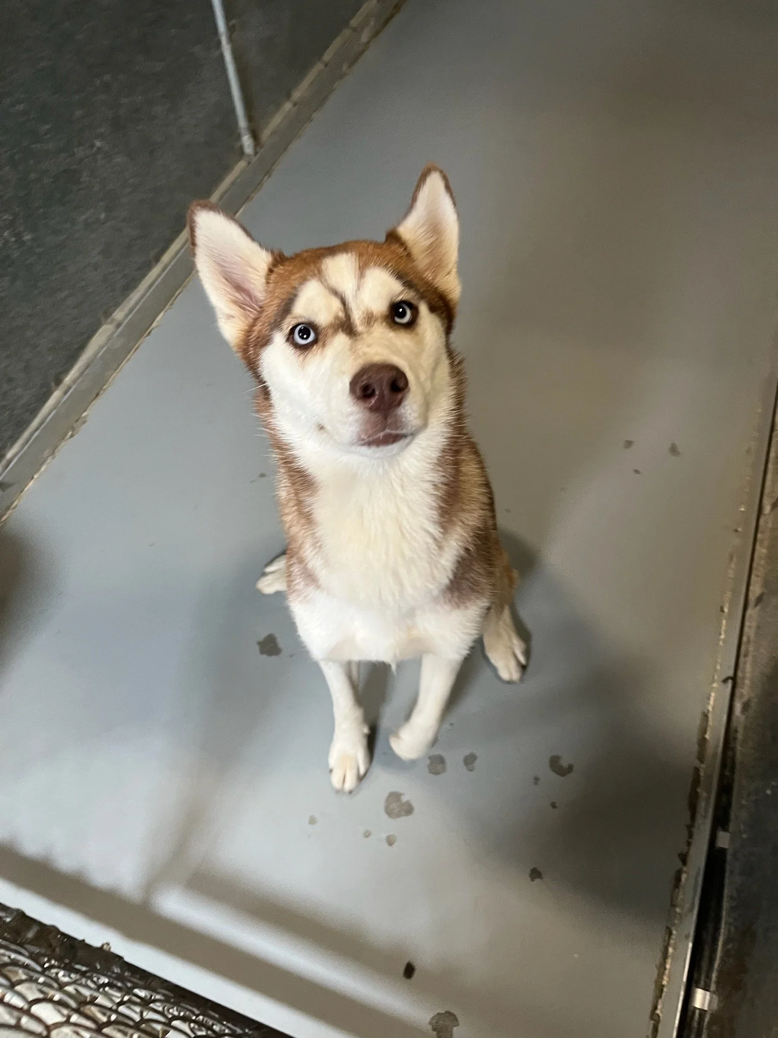 Lilac was very well behaved and seemed to be housebroken.