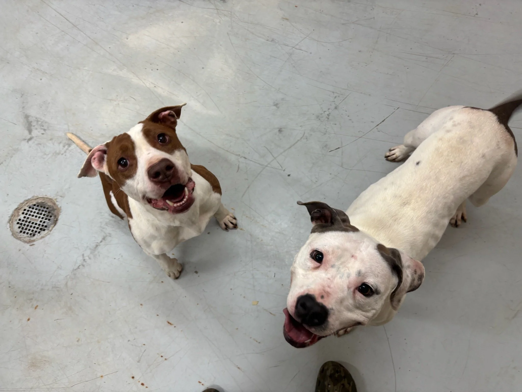 Ruby and Buffy again. They are housebroken, dog friendly, and very well behaved.
