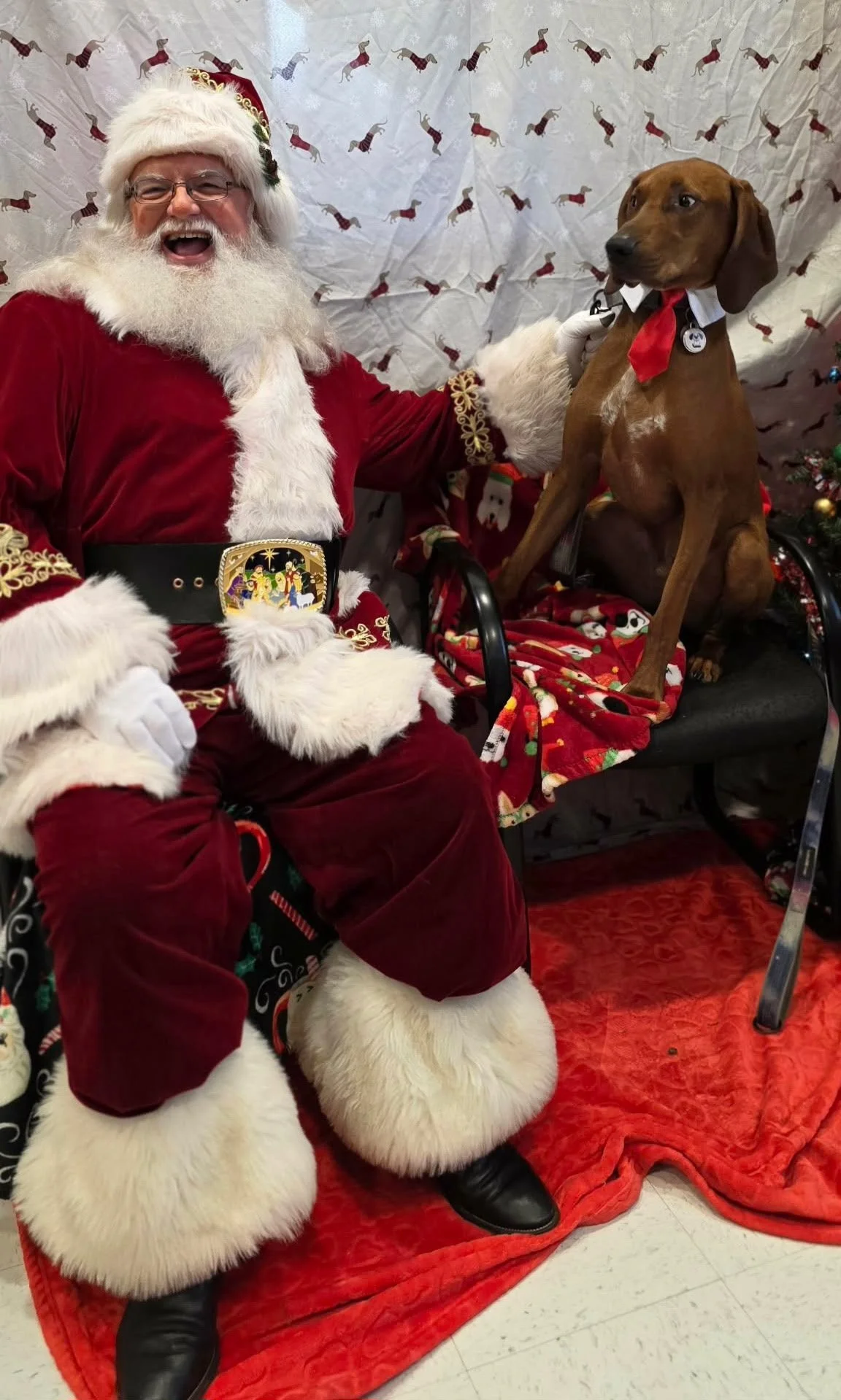 Preacher, formerly Bashful  - not a big fan of Santa, but posed perfectly for his Christmas photo.