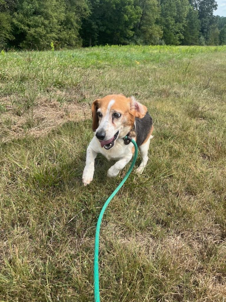 Myrtle happy and on the move!
