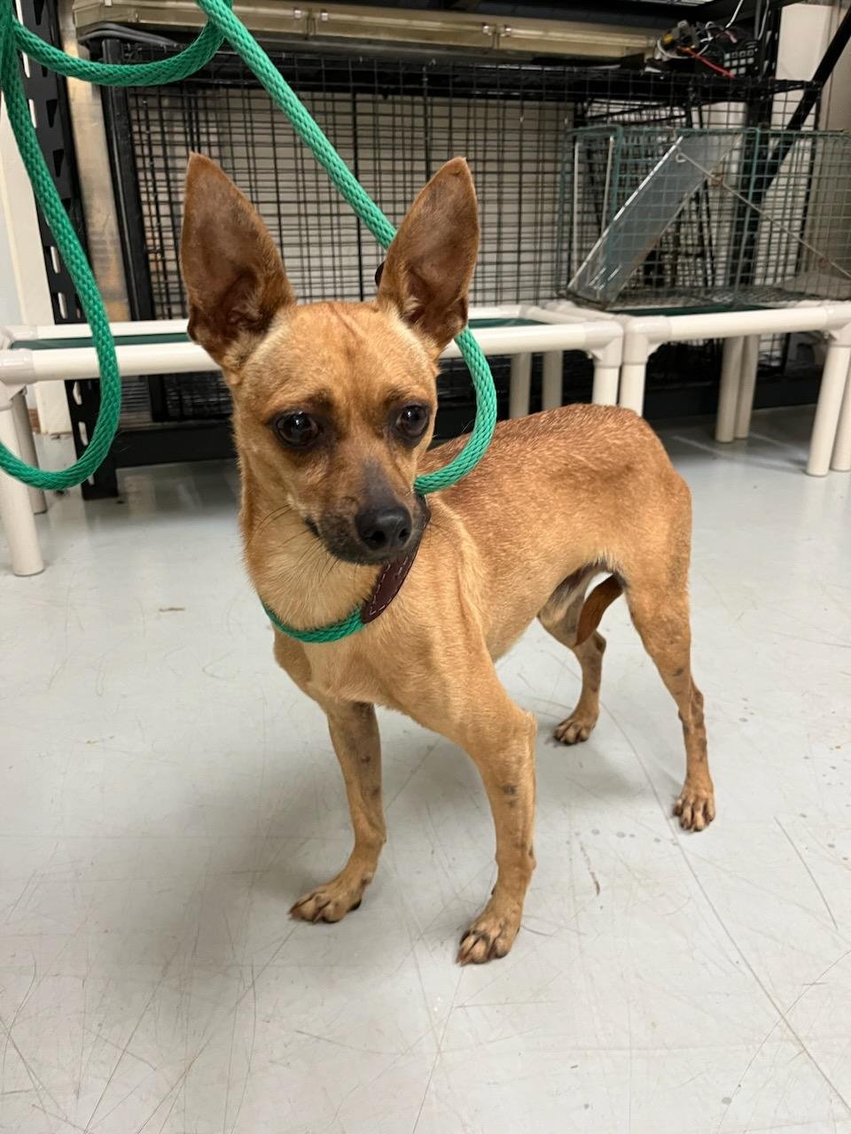 Rufus: 5 year old stray Chihuahua mix