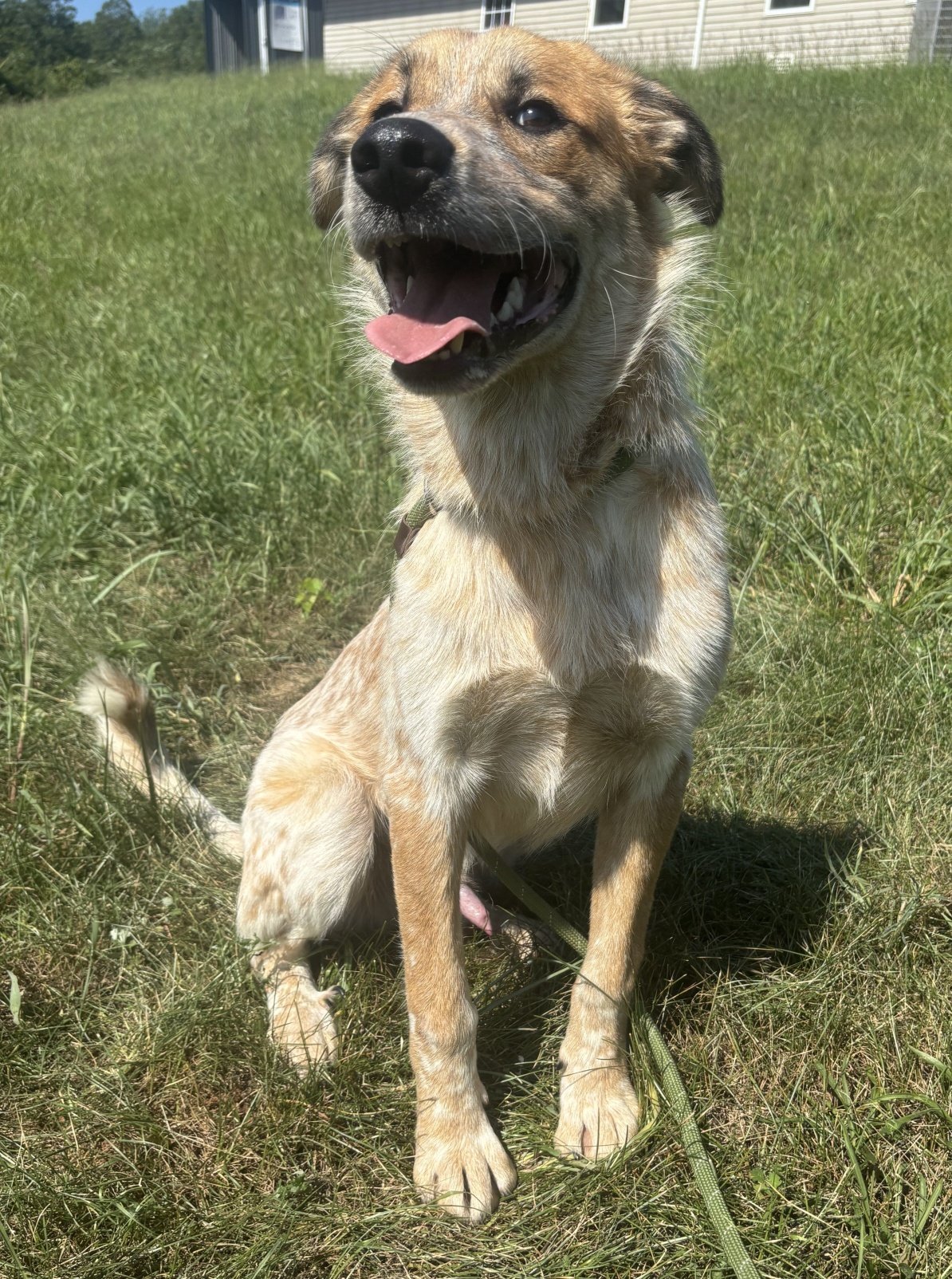 Joshua is a big fluffy goofball that loves everybody. 