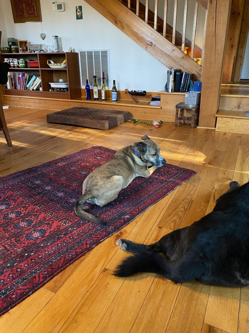 Jade very relaxed with her new house mate!