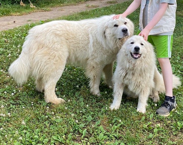 Zayin & Serafphina: Great Pyrenees