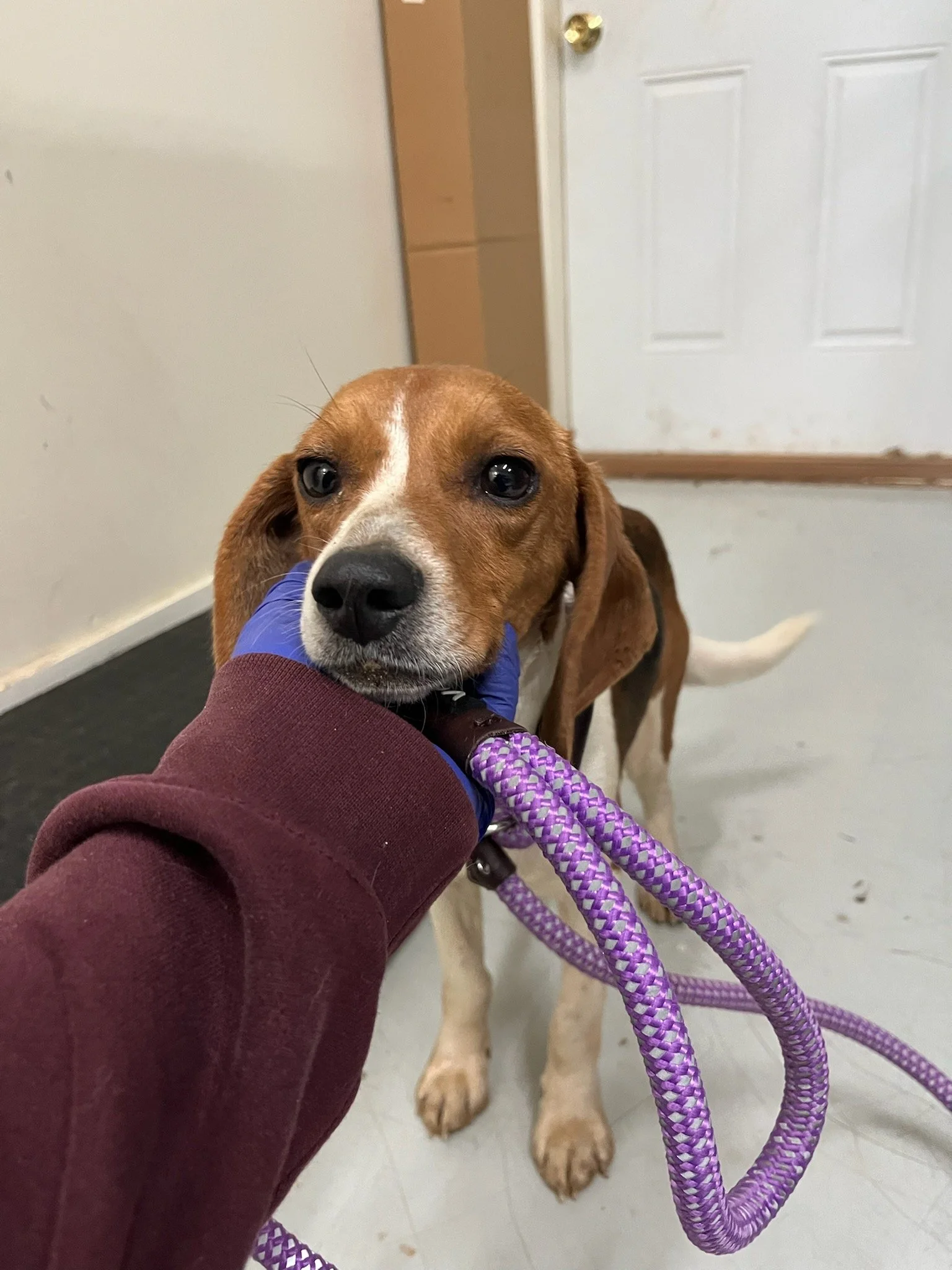 Wren - a tiny Beagle, only weighing 15 pounds!  She was picked up as a stray running with Reef at a local farm brewery.