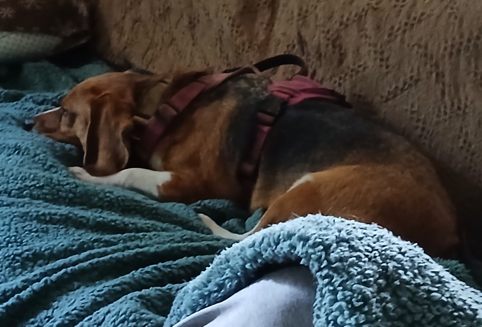 Mosey lounging leisurely in his new home, happy as a clam!