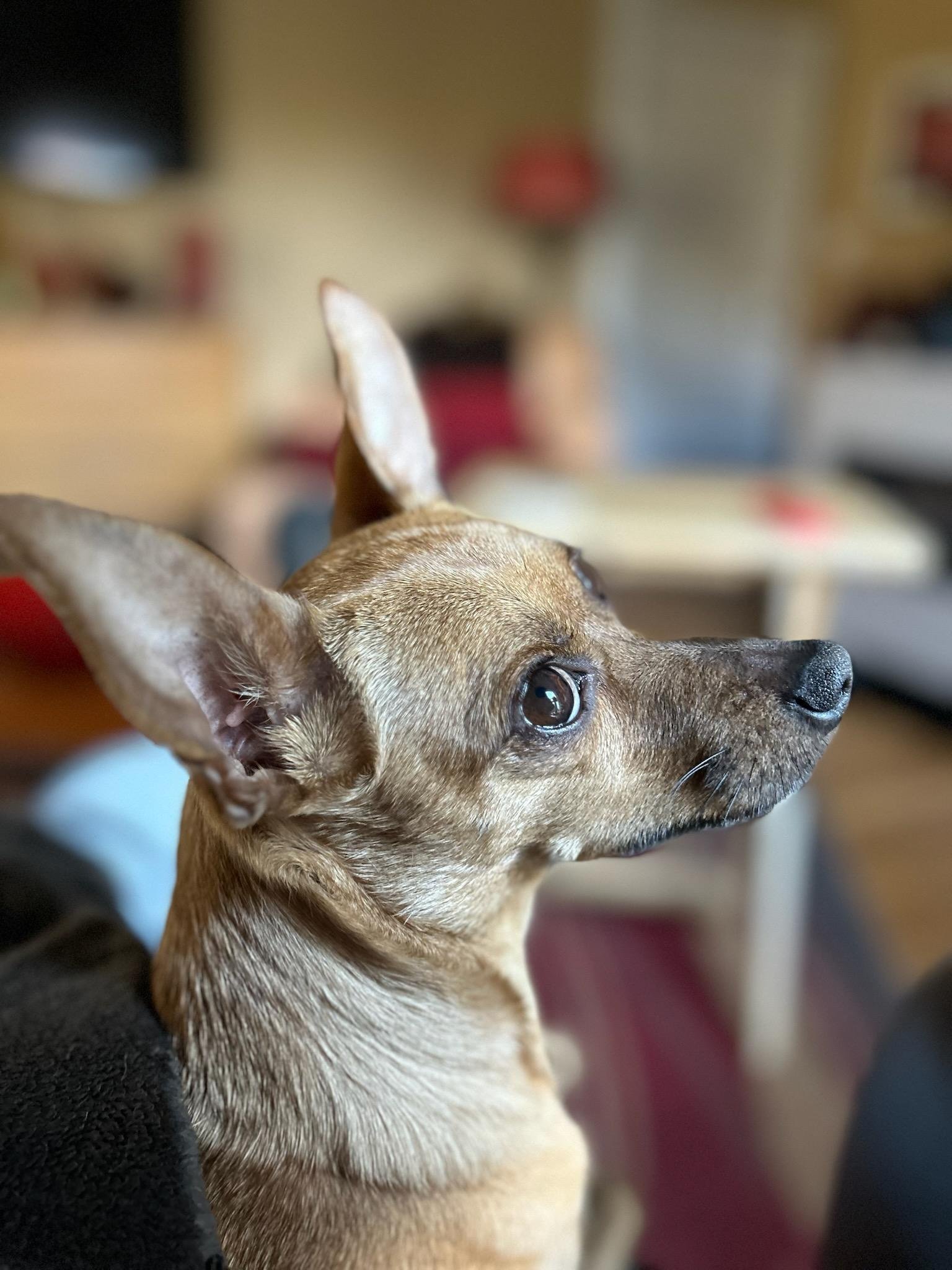 Rufus being very photogenic!