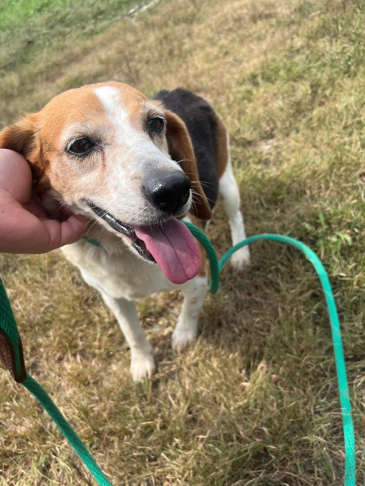 Myrtle: Tiny Beagle/Jack Russel Terrier mix, 7 years old, but runs and plays like a puppy!