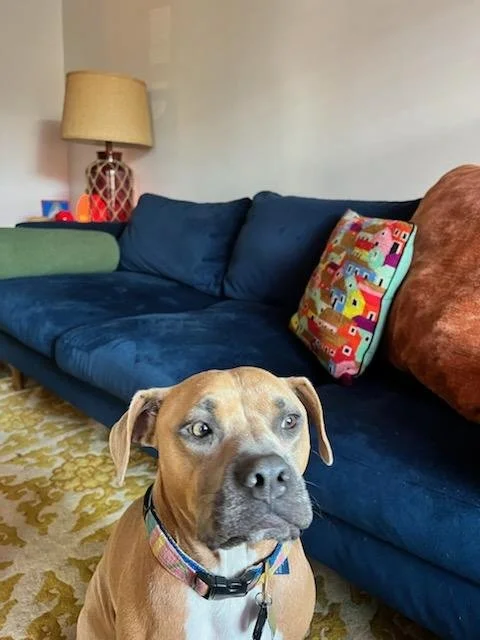 Hoagie - formerly Adobe - November 2022 - we love getting updates from Hoagie.  We fostered him for months and loved him dearly.  So glad to see this beefy couch potato so happy and loved.
