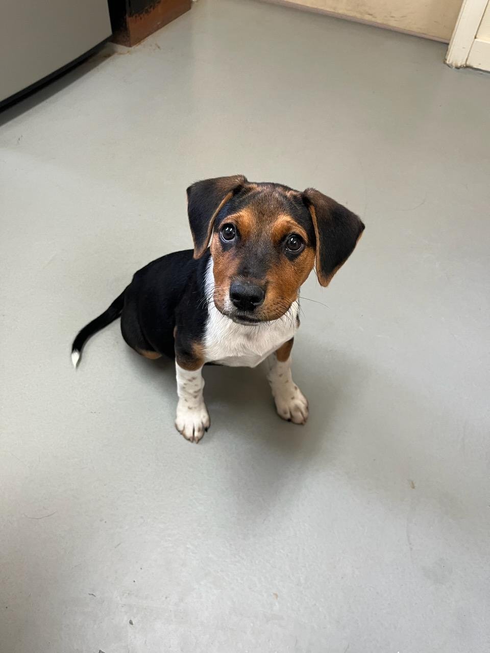 Banjo: Beagle mix puppy 3 months old