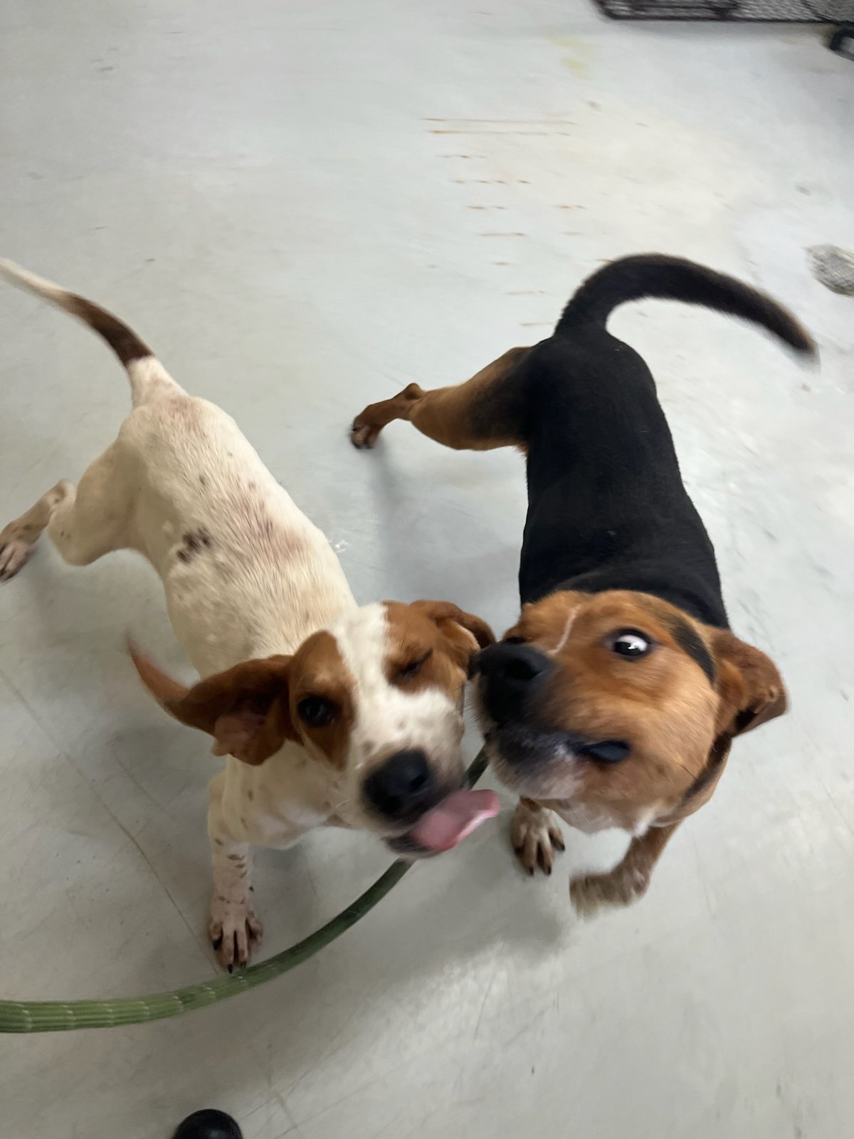 Kirby and Hamilton were not picked up together, but became best buddies at Animal Control!